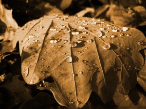 Eikeblad met dauwdruppels